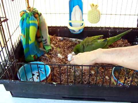 how to get more eggs from australian parrots