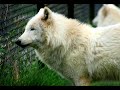 Lions, Wolves, Bears, Foxes et al. at the Greater Vancouver Zoo