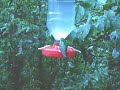 Hummingbirds in Monteverde, Costa Rica III