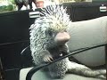 Save the Bronx Zoo and New York Aquarium! PSA 2