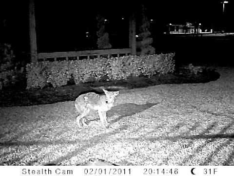 .25 cal airgun - Shooting Coyote with .25 Caliber Benjamin Marauder Air Rifle.