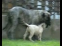 Dogo Canario: little PUMA(pumba)& ZEUSZ playing