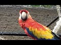 Scarlet Macaw, Guacamaya Macao (Ara macao)