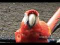 videos de Scarlet Macaw, Guacamaya Macao (Ara macao)