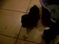 Salchicha video