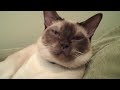 Tonkinese Cat