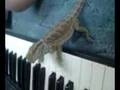 Bartagame spielt Keyboard