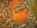\"Big-B\" and Fahaka Puffer \"Big-B\" and Fahaka Puffer
