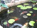 koi pond