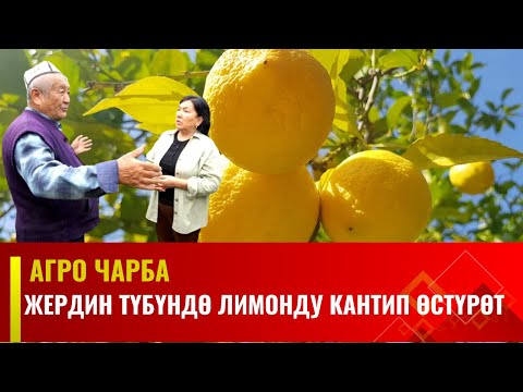 Жердин түбүндө лимонду кантип өстүрөт | Агро Чарба
