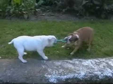pelea perros