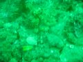 Juvenile Giant Pacific Octopus
