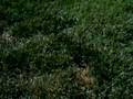 Wild Animals & Insects of California