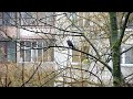 Panasonic Lumix DMC-TZ7 zoom test