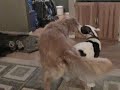 Pitbull VS Golden Retriever AKA Busa VS Sadie
