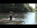 pêche de l'ombre en nymphe sur la sorgue