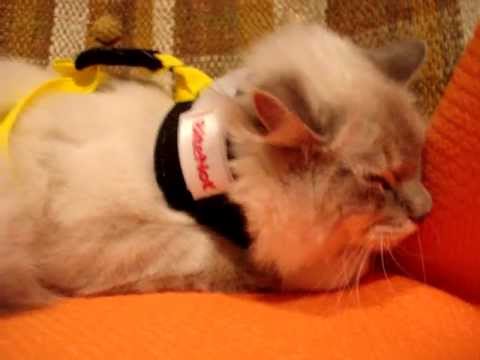 0 Bite Not Collars