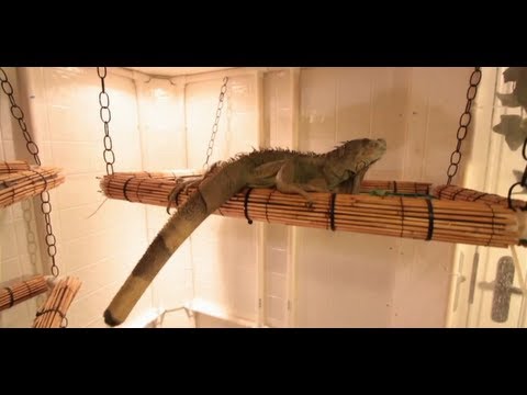 how to take care of an iguana pet