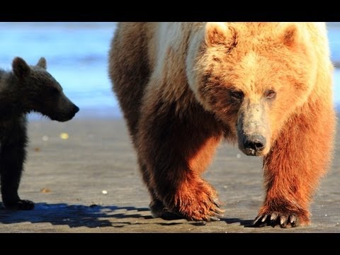 camp - See full article here- http://www.alaskabearsandwolves.com/how-to-camp-in-grizzly-country/ A tour of our extended remote camp on the Alaska Peninsula set up ...