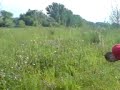 rottweiler bei entenjagd