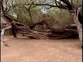 Bosque Pomac