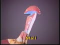 African Puppetry Series - Puppetry in Africa