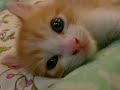 Story of kitten. (Fuchagi Vol.100) Story of kitten. (Fuchagi Vol.100)