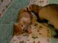 Story of kitten. (Fuchagi Vol.100)