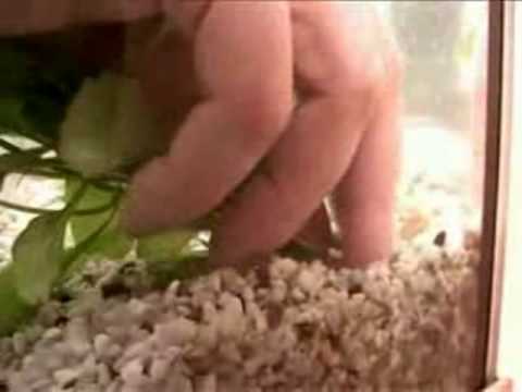 Watch "Oliver Knott Aquascaping Demo (Part 2 of 4)"