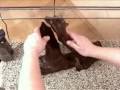 Setting Up A Planted Aquarium - The Liddle Fish Doctor