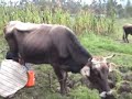 Mastitis Mastitis