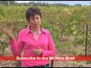 [E] Montirius, #4 - a biodynamic wine grower, the story