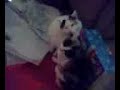 My Crazy Cats