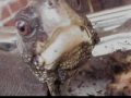 hungry turtle camera star3of4