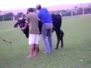 Fabinho Montando em Touro