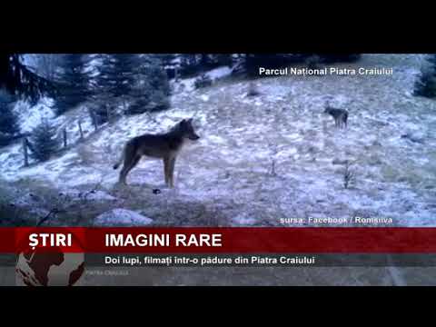 Doi lupi, filmați într-o pădure din Piatra Craiului