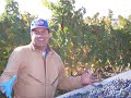 Woodriver Cellars - Harvest Season in the Vineyard.wmv