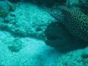 MALDIVES SCUBA DIVING SEP 08 MALDIVES SCUBA DIVING SEP 08