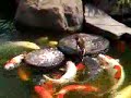 A duck and carps