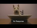 Scottie Tails: My Date with Barney, the First Dog