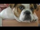 Marlie the Extreme Bully