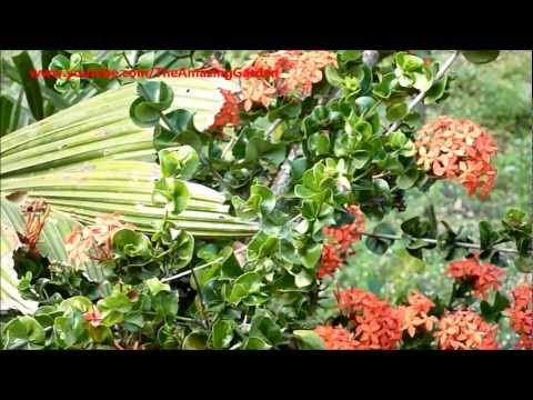 how to care for ixora maui