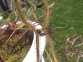 Drosera multifida Nabs a Flying Rove Beetle Drosera multifida Nabs a Flying Rove Beetle