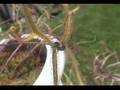 Drosera multifida Nabs a Flying Rove Beetle