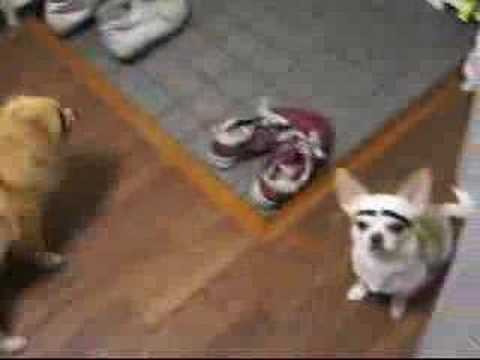 笑える!バカ殿犬!Youtube(ユーチューブ・ゆーちゅーぶ)・Dailymotion動画