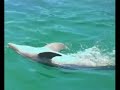 Honduras Video