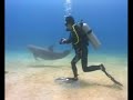 Roatan Honduras (Dolphin Dive) 2006 - long