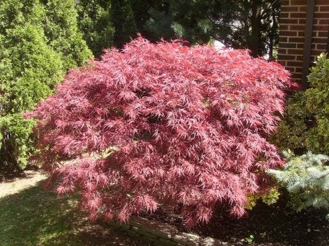 how to fertilize red maple trees