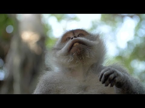 Os macacos gritam "Cuidado, águia!" quando veem um drone