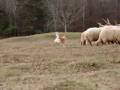 Csenkesz herding